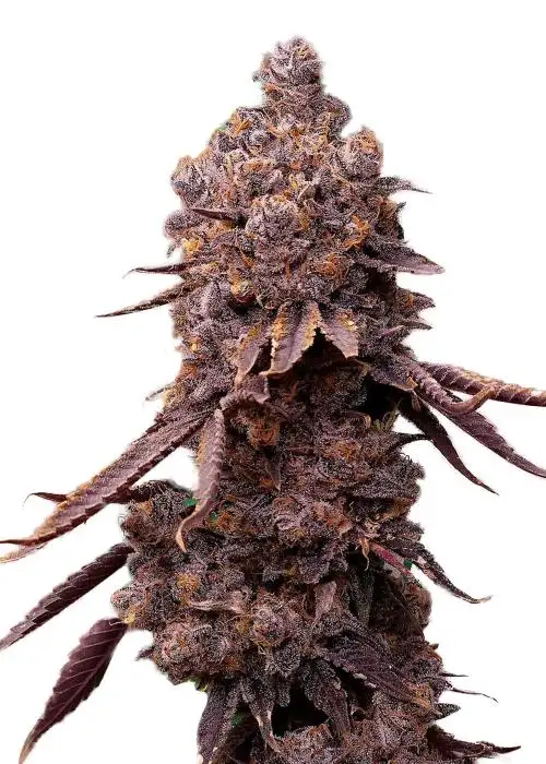 Tropical Thunder
