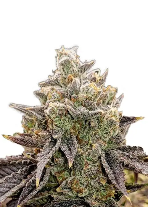 Bubble Gum