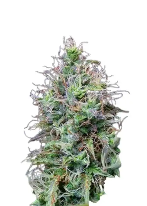 Amnesia Haze