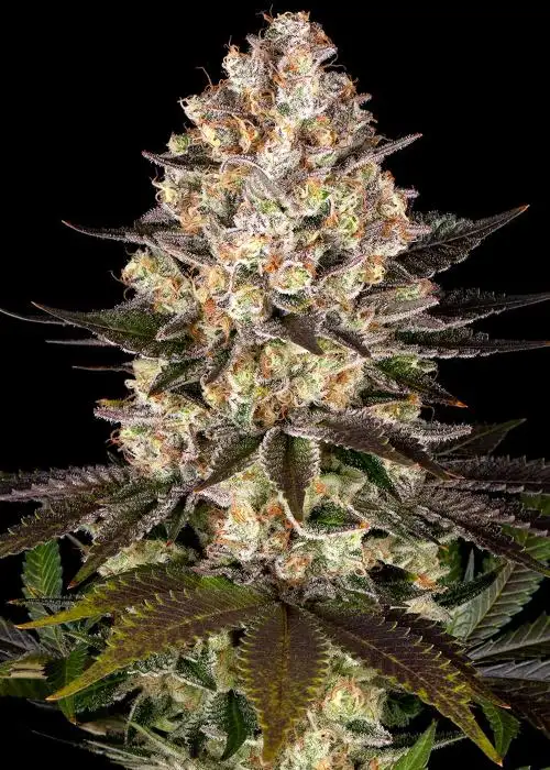 Hindu Kush