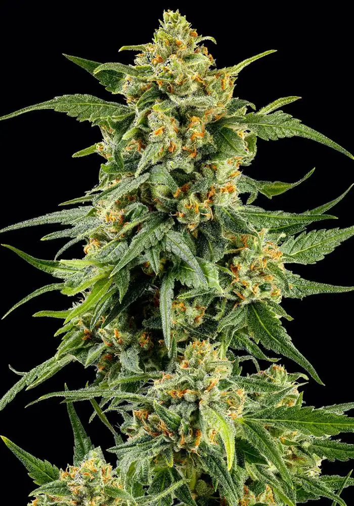 Skunk #1