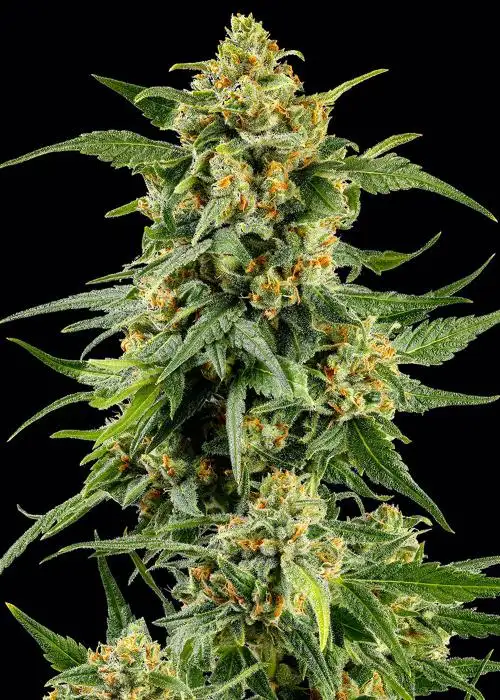 Skunk #1