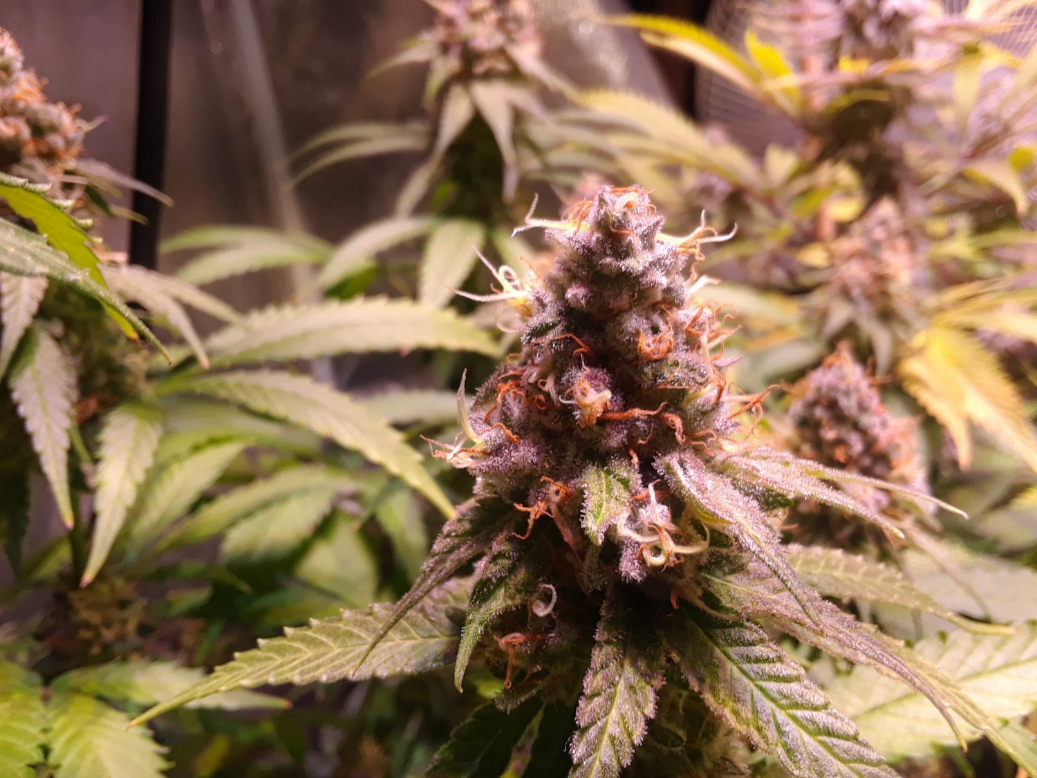 Strawberries & Cream Strain Info / Strawberries & Cream Weed By Exotic