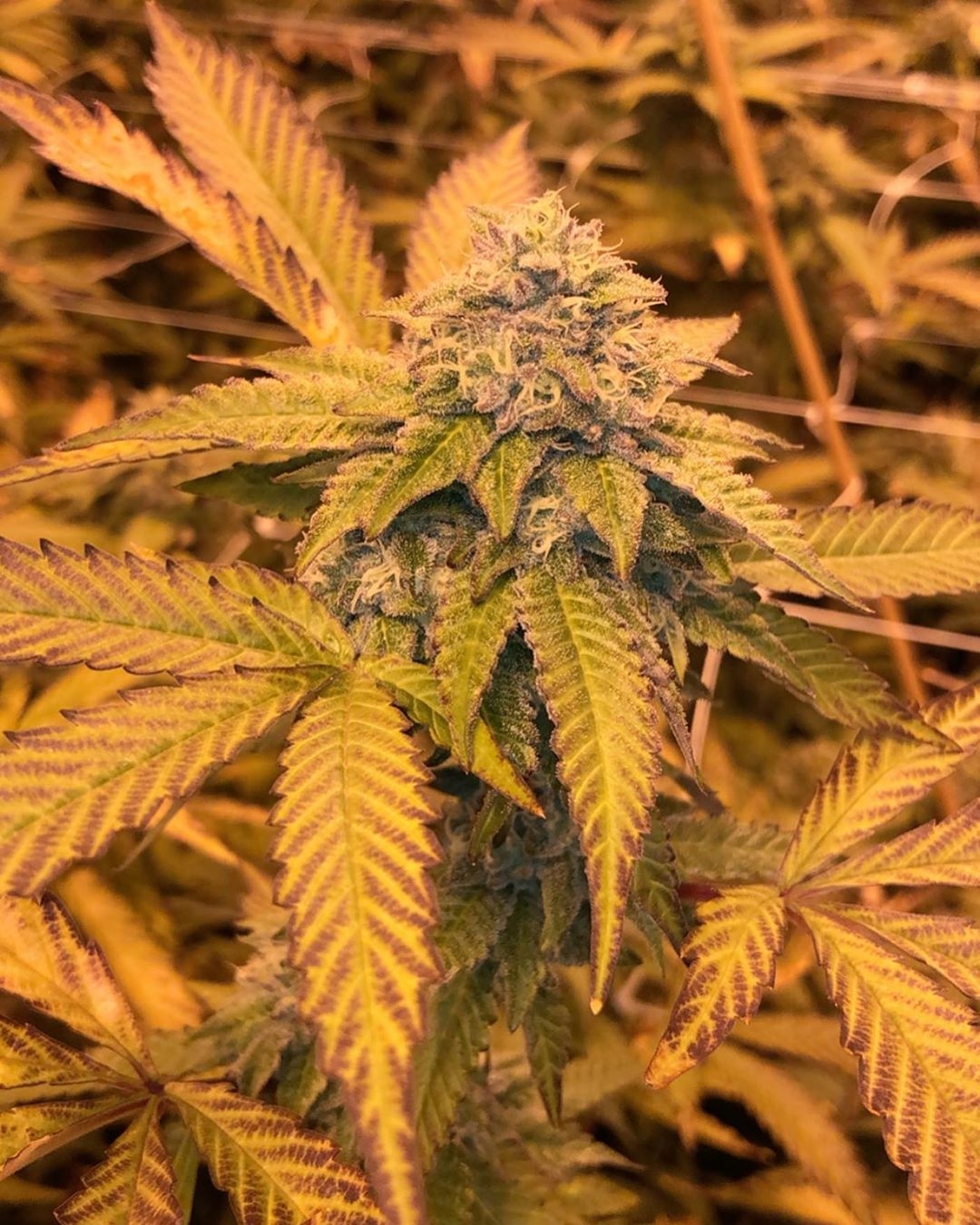 Scoops Strain Info / Scoops Weed By Exotic GrowDiaries