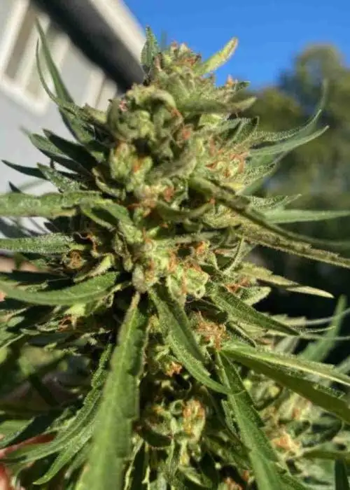 Bubba Kush
