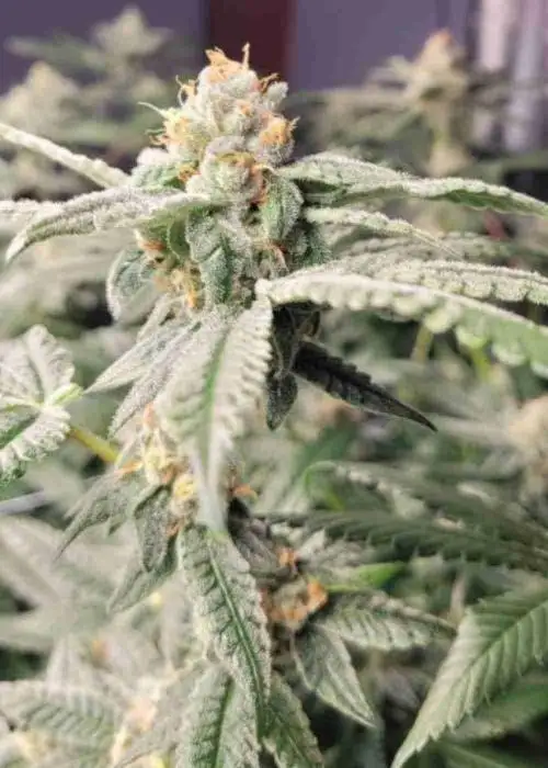 LA Confidential