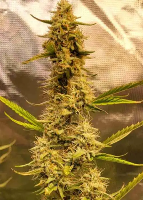 Agent Orange Regular