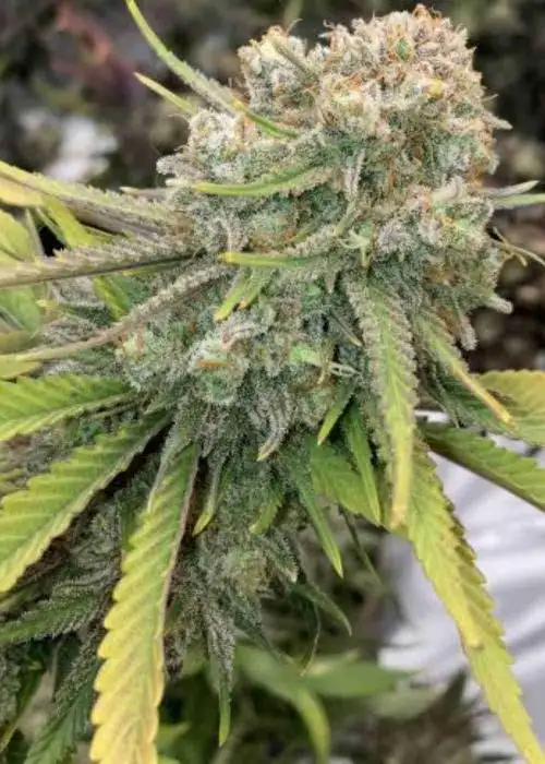God Bud Regular