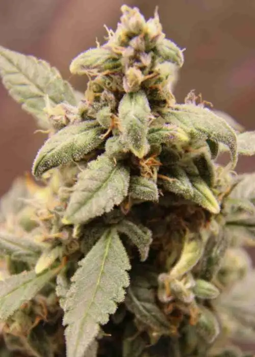 Bubble Gum Regular