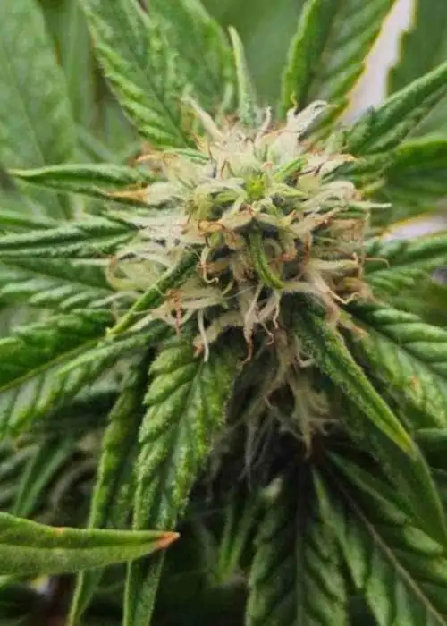 Amnesia Lemon Regular