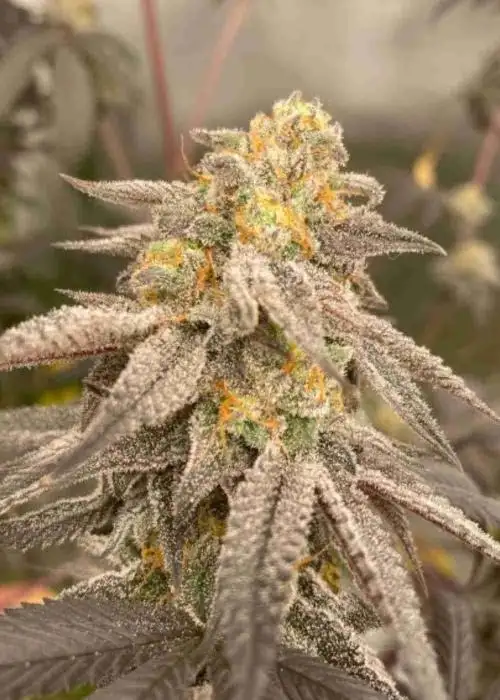 Cherry Pie