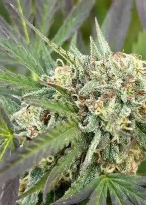 Fruity Pebbles