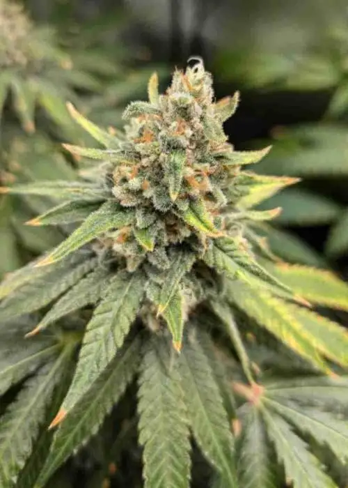 Afghani Regular