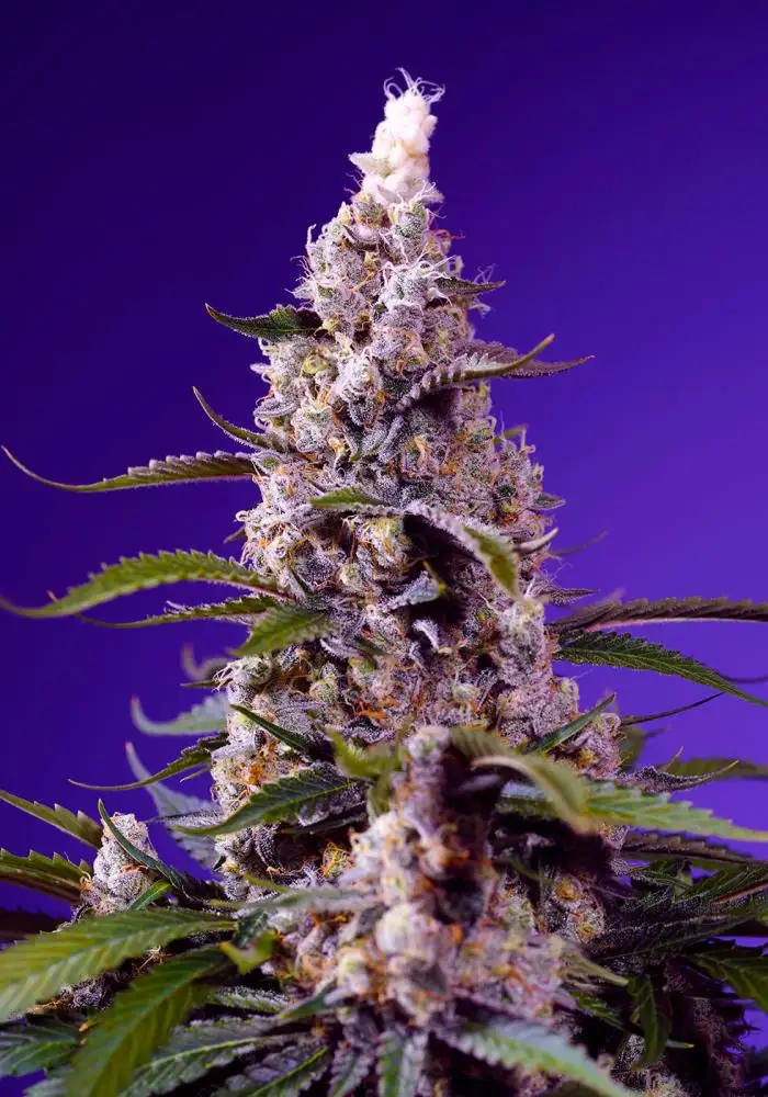 Banana Cream Cake XL Auto