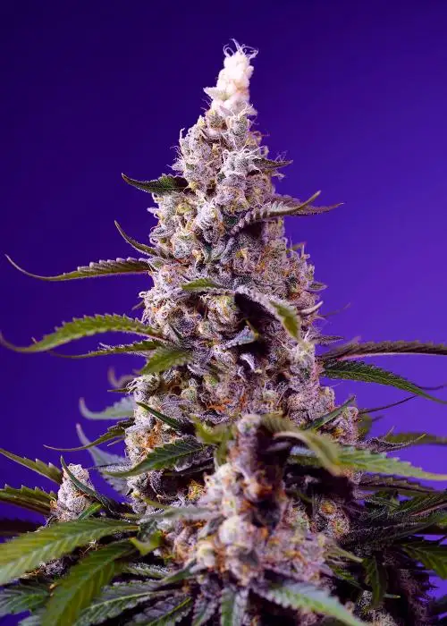 Banana Cream Cake XL Auto