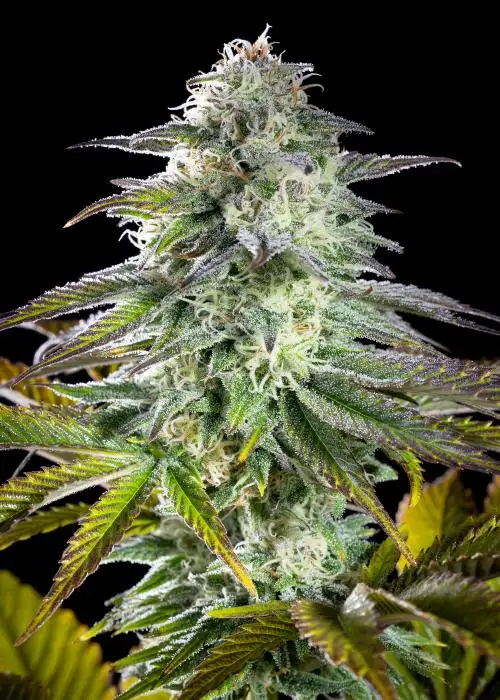 Clementine Slush Bioboost