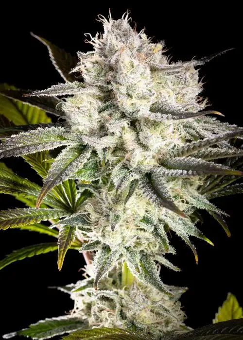 Apple Fritter Bioboost