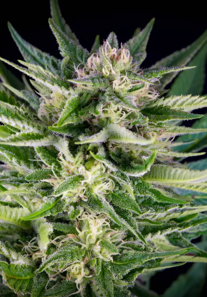 Fruity Durban