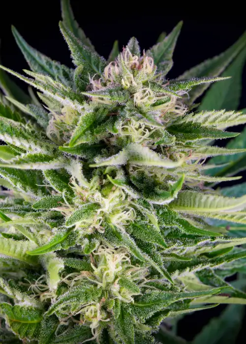 Fruity Durban