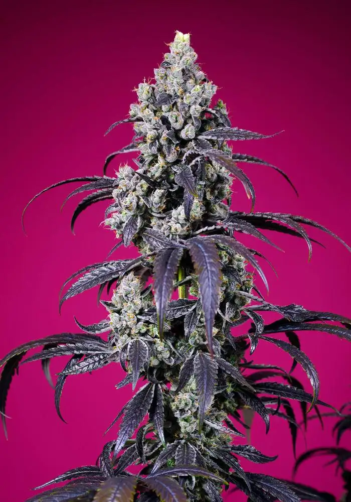 Tropicanna Cherry XL Auto