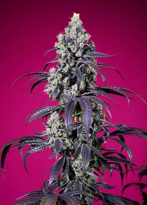 Tropicanna Cherry XL Auto