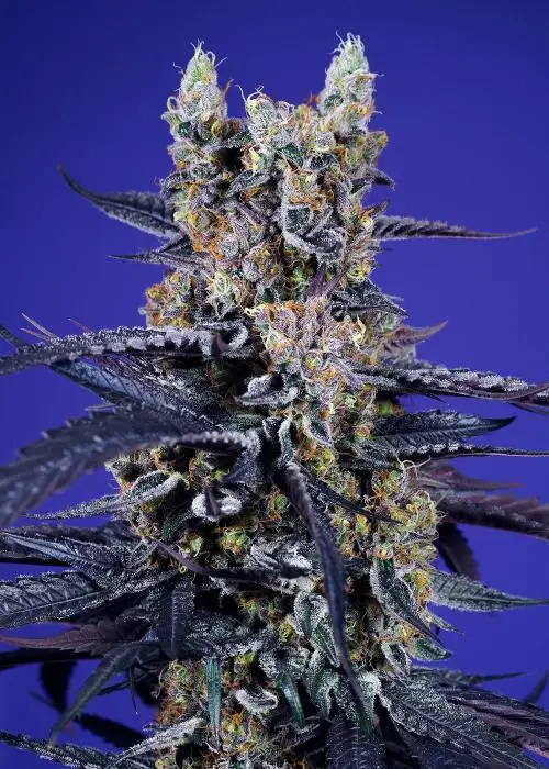 Super Boof XL Auto