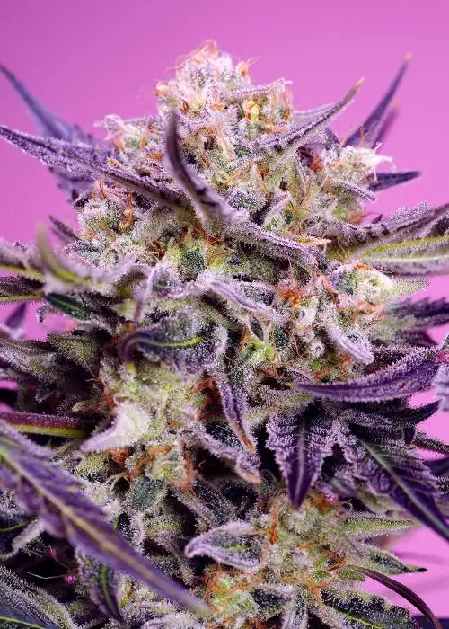 Pink Guava F1 Fast Version