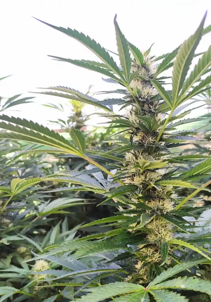 Candy Apple Kush