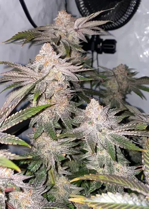 Apple Fritter