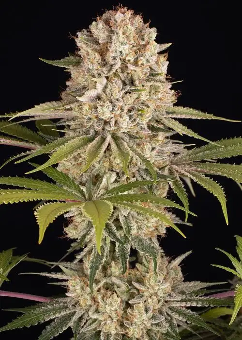 Amnesia Haze