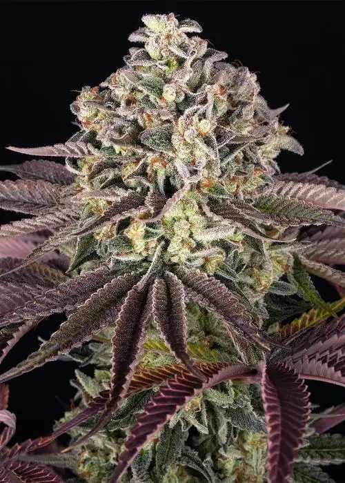 GrandDaddy Purple