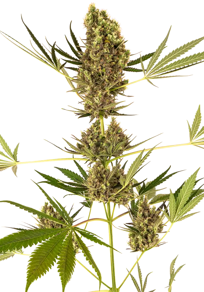 Alpine Delight CBD