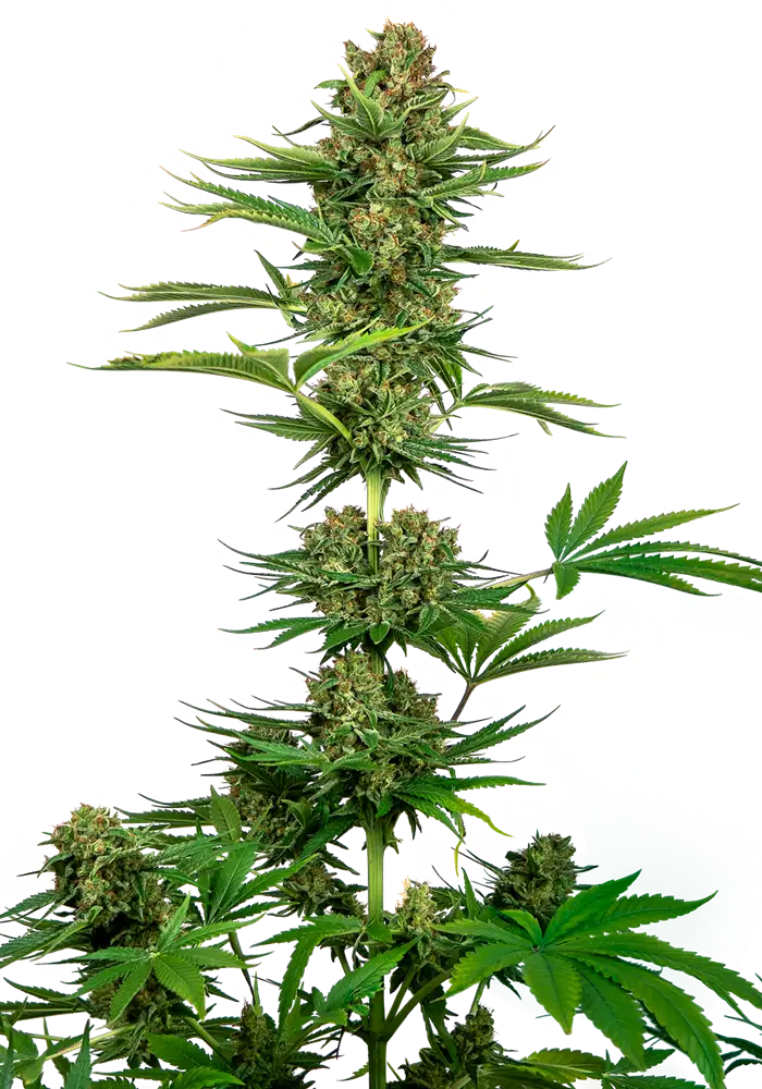 Satin Black Domina CBD