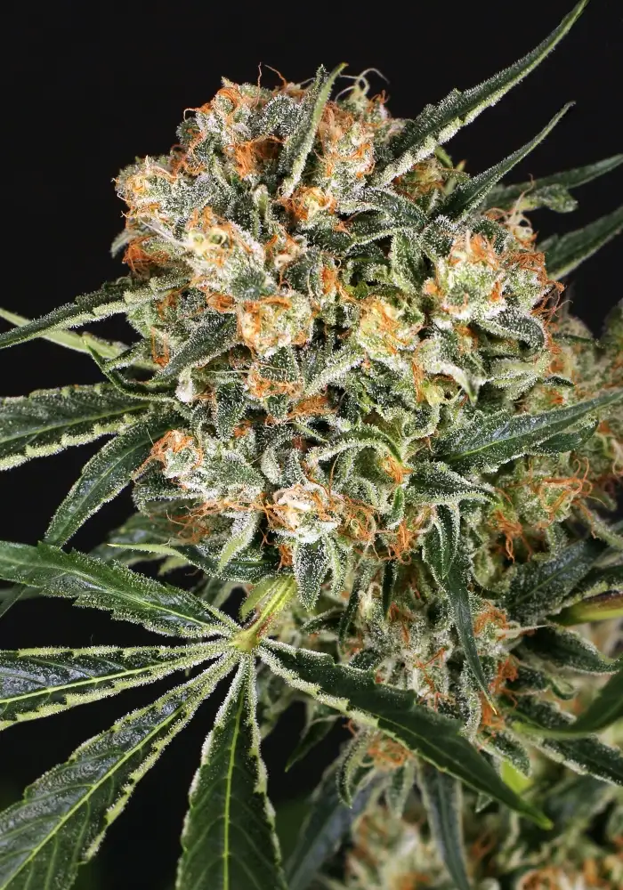Hippie Therapy CBD