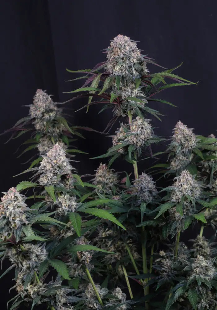 Lemon Cherry Sundae Auto