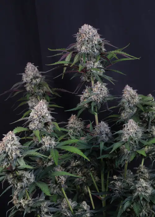 Lemon Cherry Sundae Auto