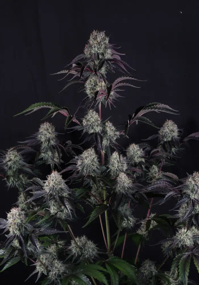Sundae Frost Auto