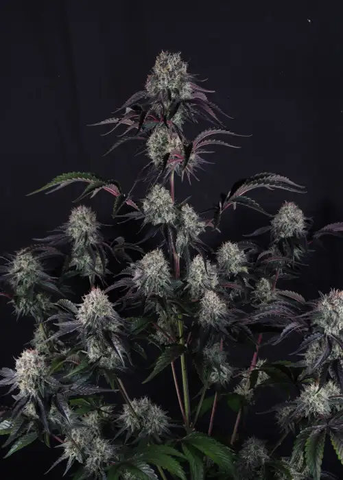 Sundae Frost Auto