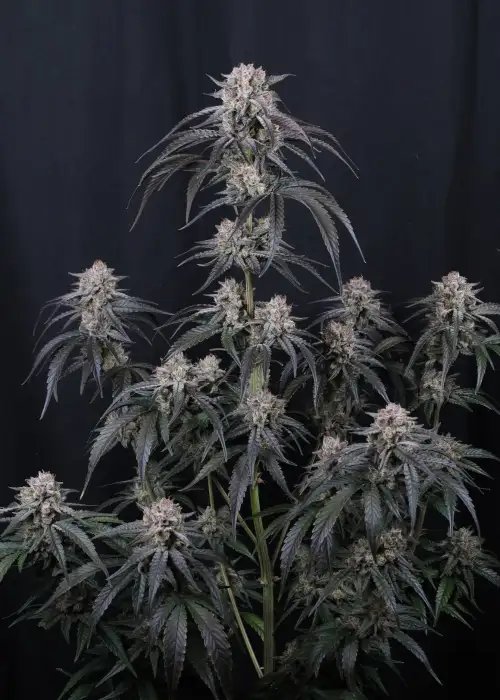 Mango Frost Auto