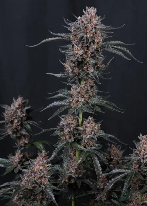 Mango Cherry Runtz Auto