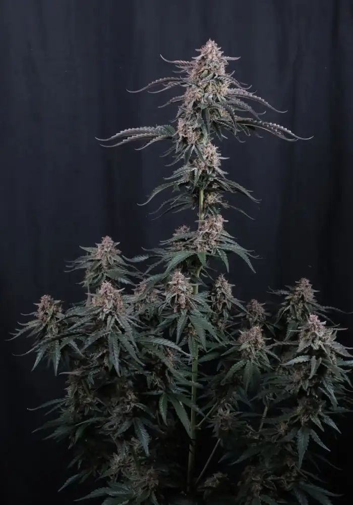 Mendo Cherry Cookies Auto