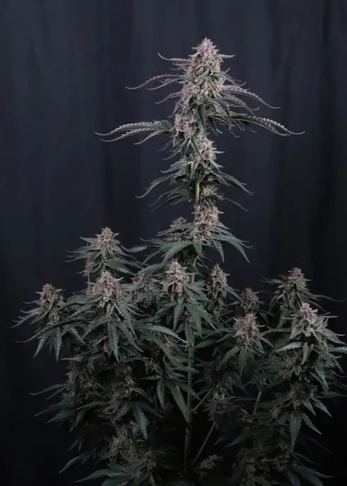 Mendo Cherry Cookies Auto