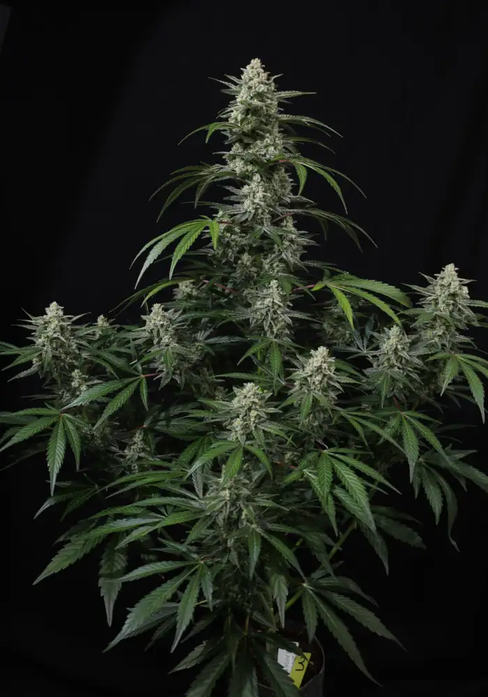 Banana Frost Auto