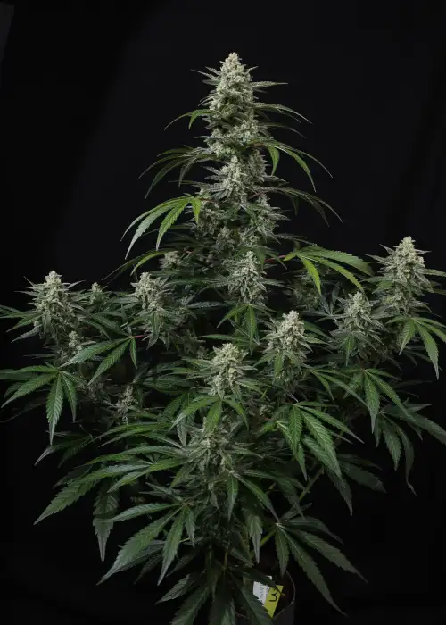 Banana Frost Auto