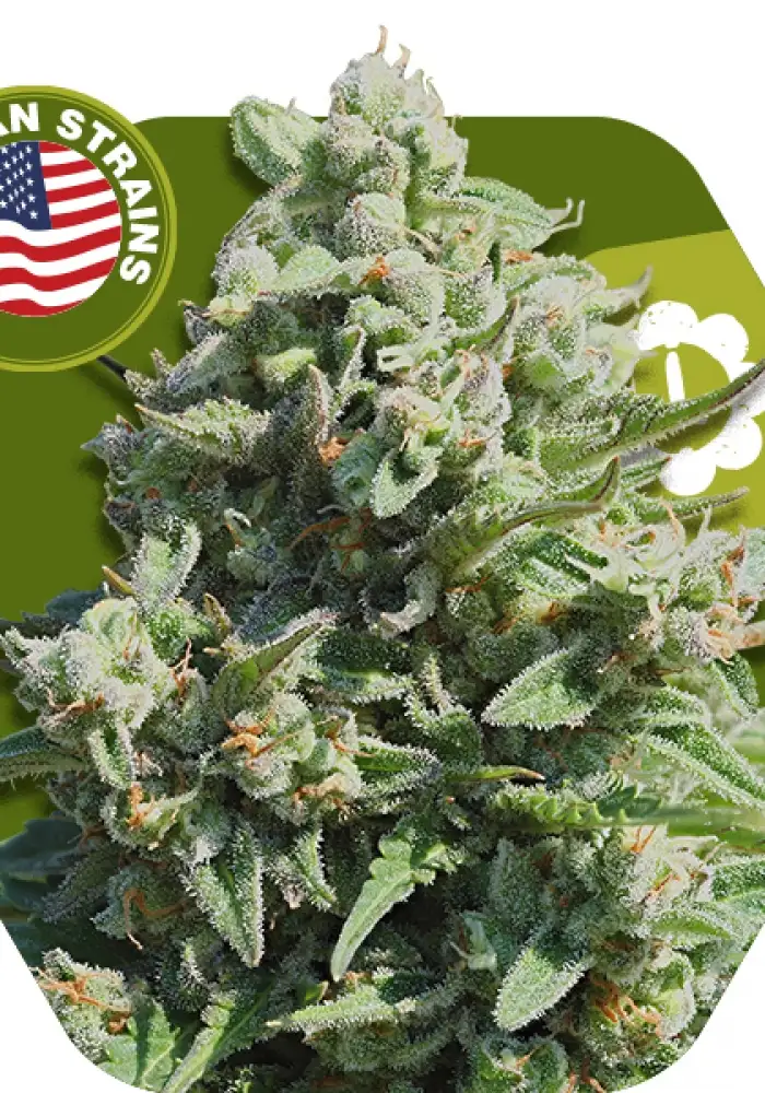 Misty Gorilla Autoflowering