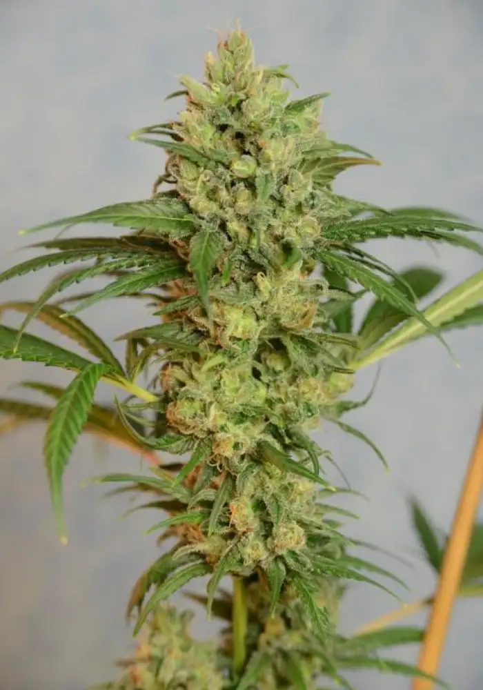 Highlo
