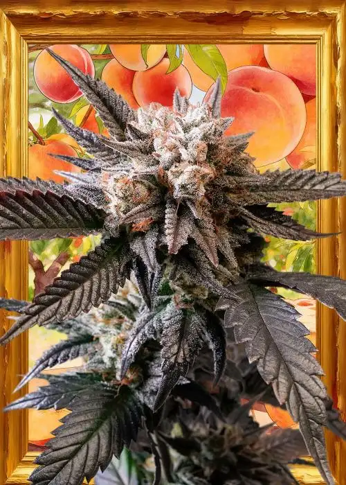Peaches and Cream