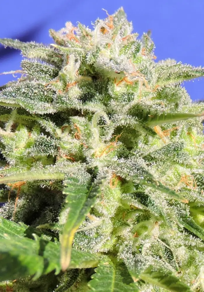 Lemonberry Haze Auto