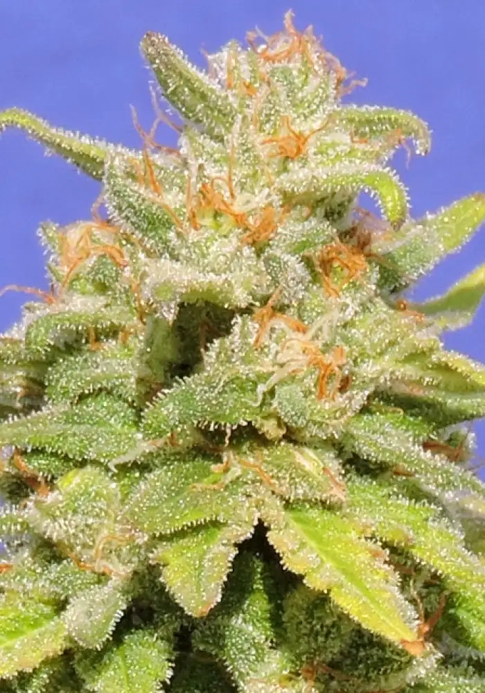 White Crystal Meth Auto