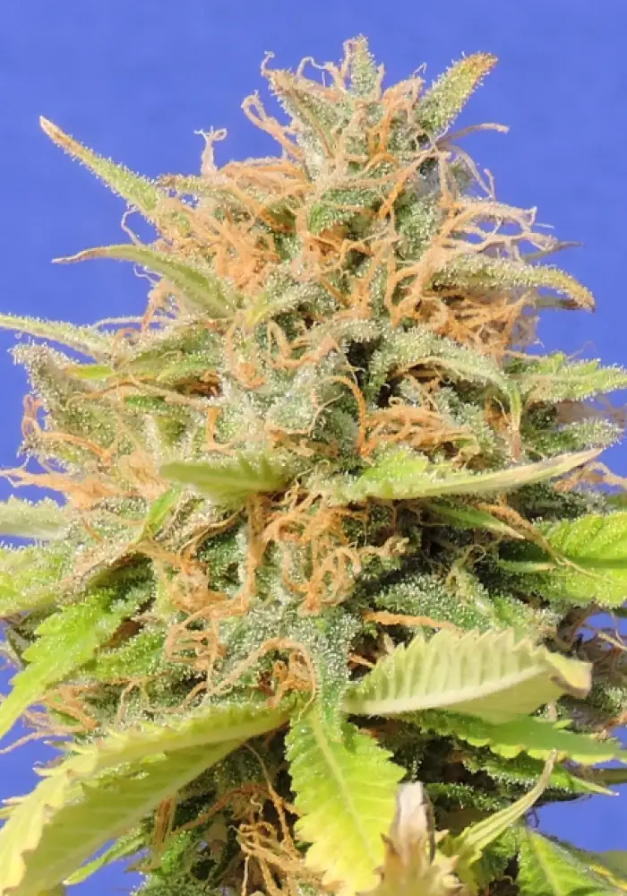 Girl Scout Cookies Auto